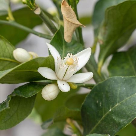 Agriturismo Pozzo Fiorito Castiglione delle Stiviere Kültér fotó