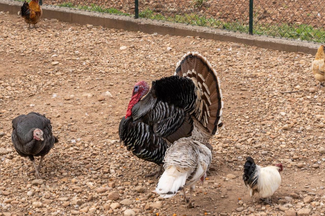 Agriturismo Pozzo Fiorito Castiglione delle Stiviere Kültér fotó