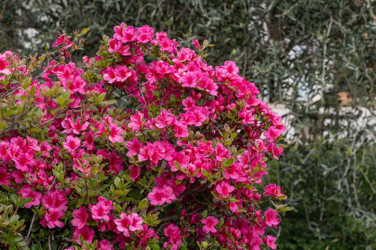 Agriturismo Pozzo Fiorito Castiglione delle Stiviere Kültér fotó