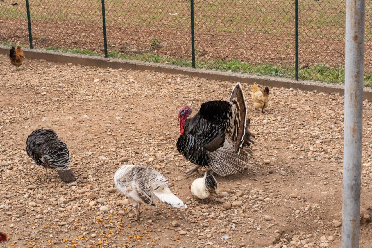 Agriturismo Pozzo Fiorito Castiglione delle Stiviere Kültér fotó